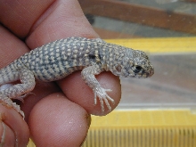 hatchling Desert Iguana