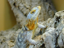 petrosaurus