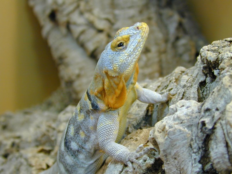 petrosaurus