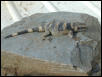 chuck hatchling