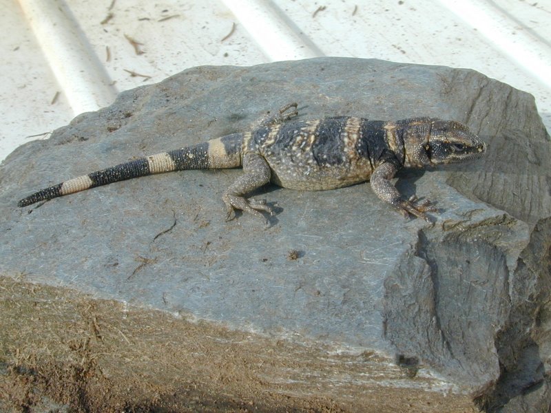 chuck hatchling