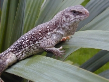 male Desert Iguana
