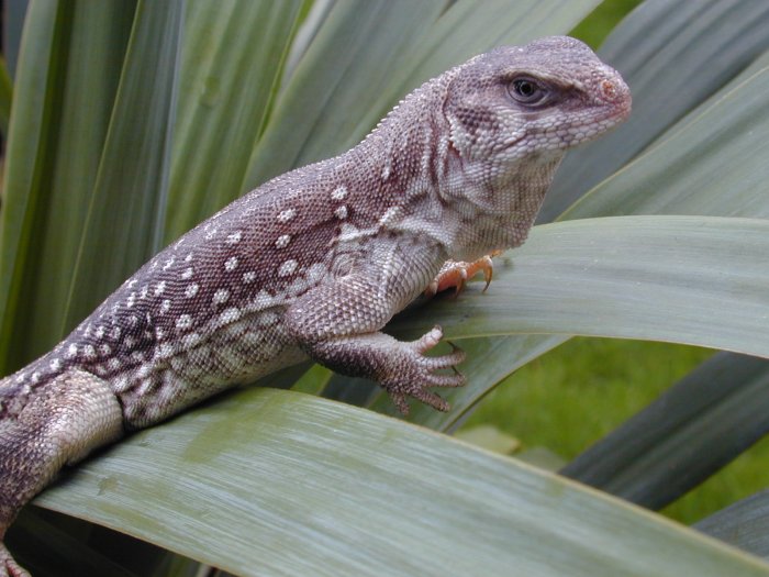 male Desert Iguana