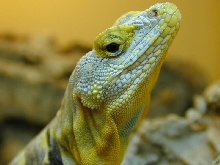 female baja