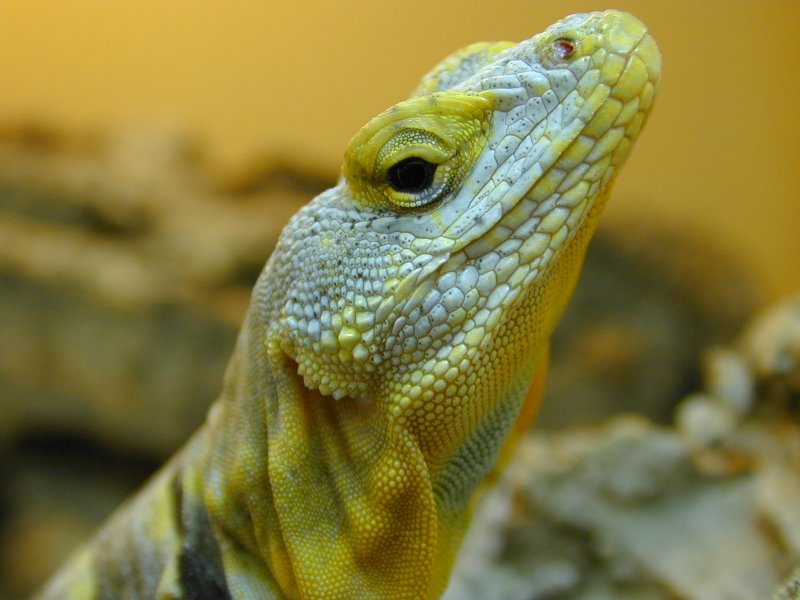 female baja