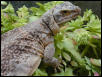 female Chuckwalla