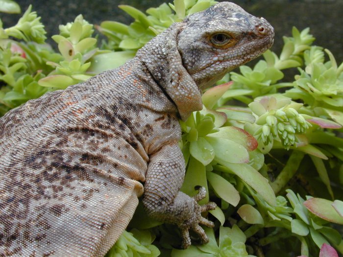 female Chuckwalla
