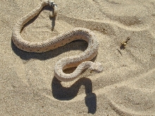 sidewinder