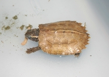 Spengleri hatchling