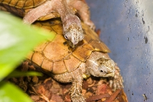 breeding spegleri