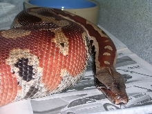 male het albino