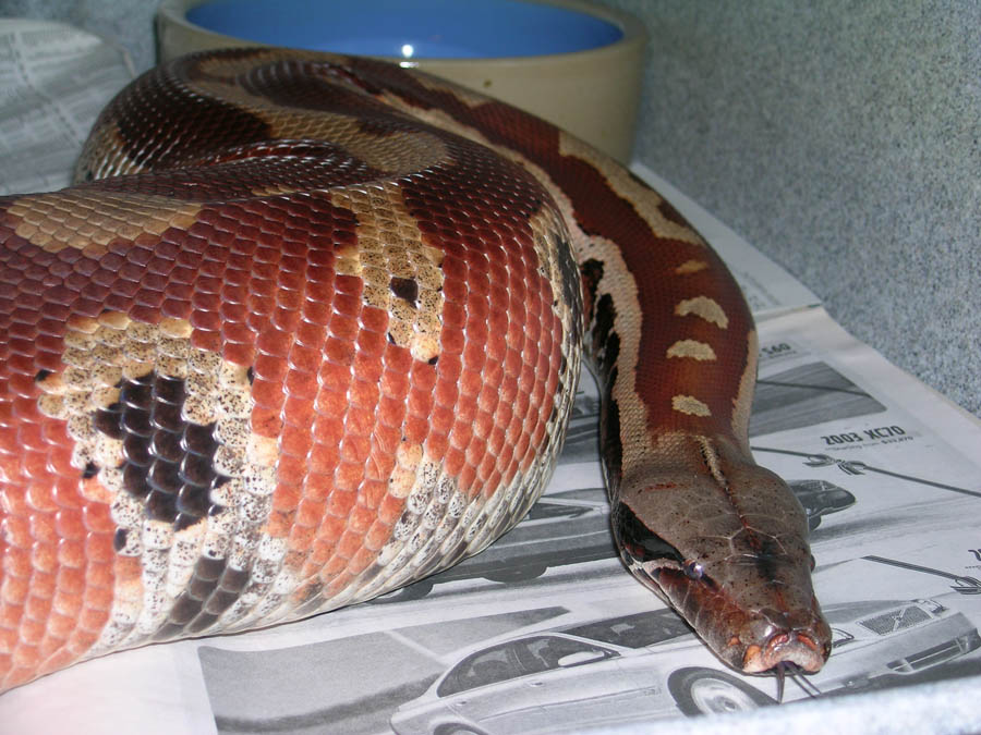 male het albino