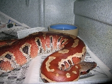 Het Albino
