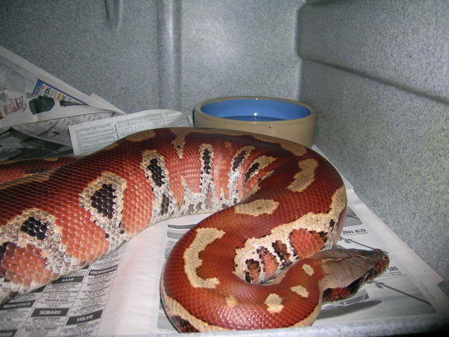 Het Albino