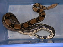 pet boa