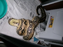 feeding boa