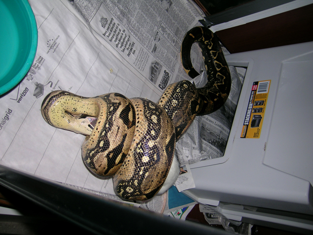 feeding boa