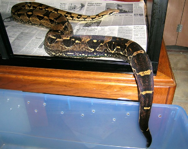 Lucky's unusual lower pattern