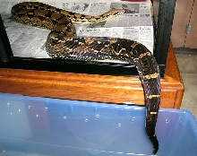 Lucky's unusual lower pattern