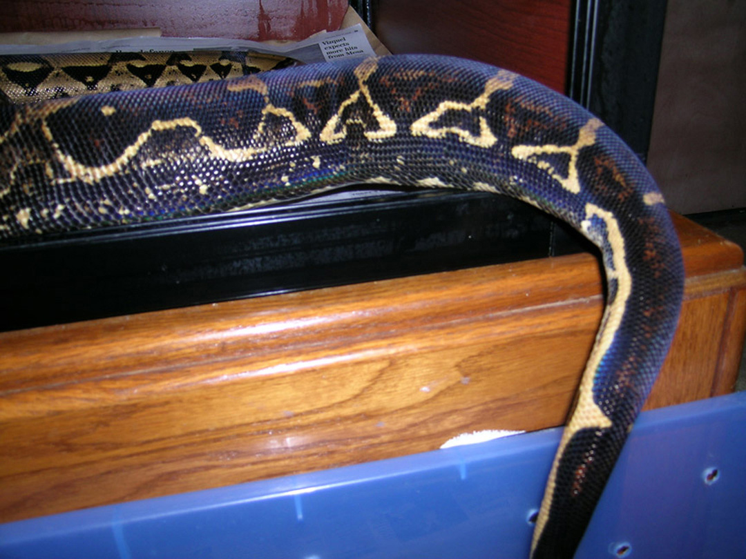 Lucky's dark tail