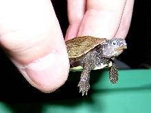 black breasted leaf turtle
