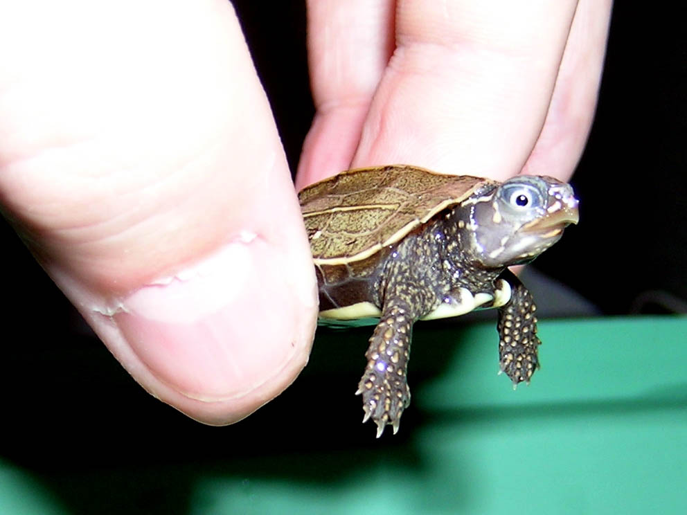 black breasted leaf turtle