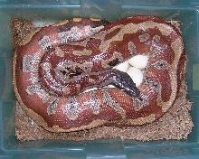 female with clutch