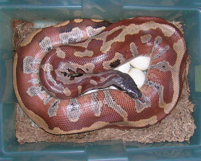 female with clutch