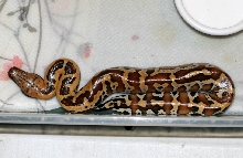 New hatchling