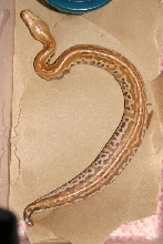 albino busy pattern
