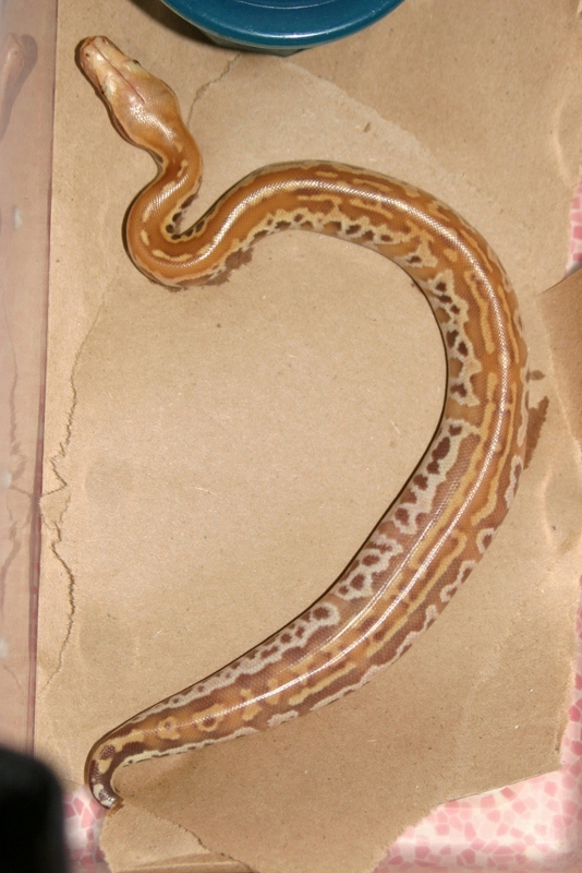albino busy pattern