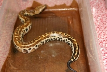 hatchling 3