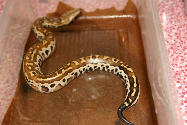 hatchling 3
