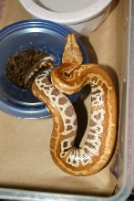 hatchling 4