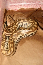 hatchling 5