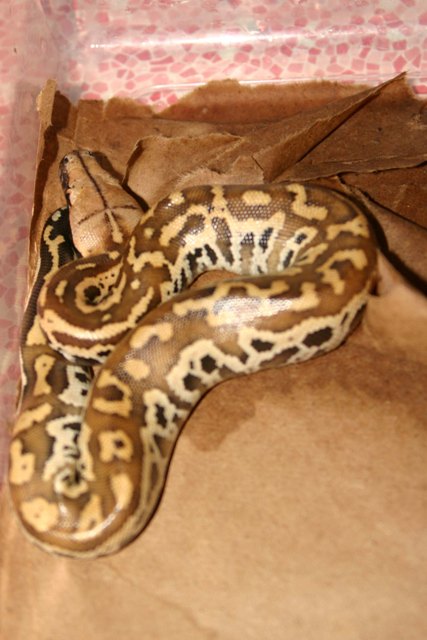 hatchling 5