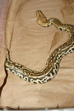 hatchling 6