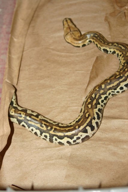 hatchling 6