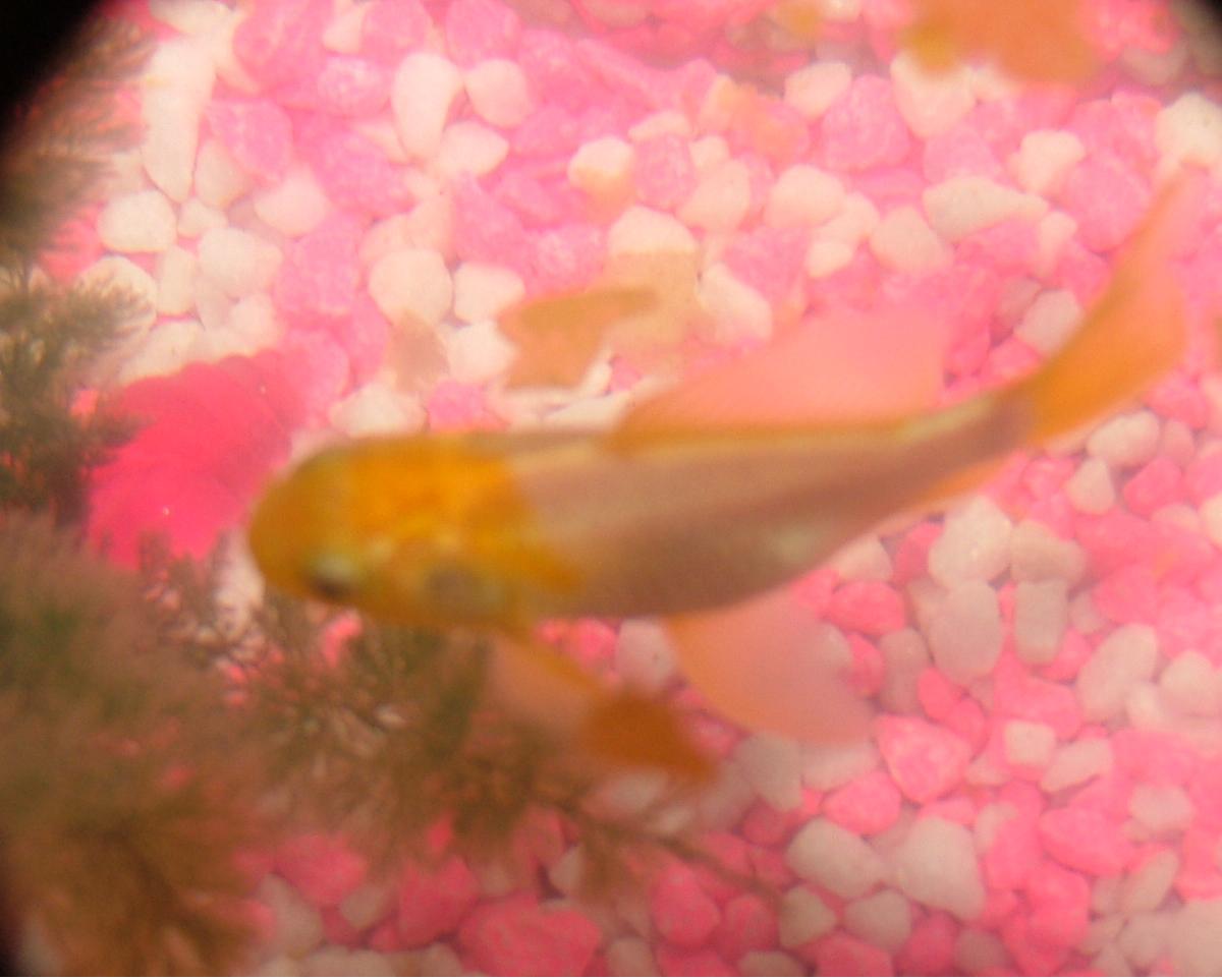 Rich - the Gold Fish!