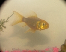 Richy - Gold Fish