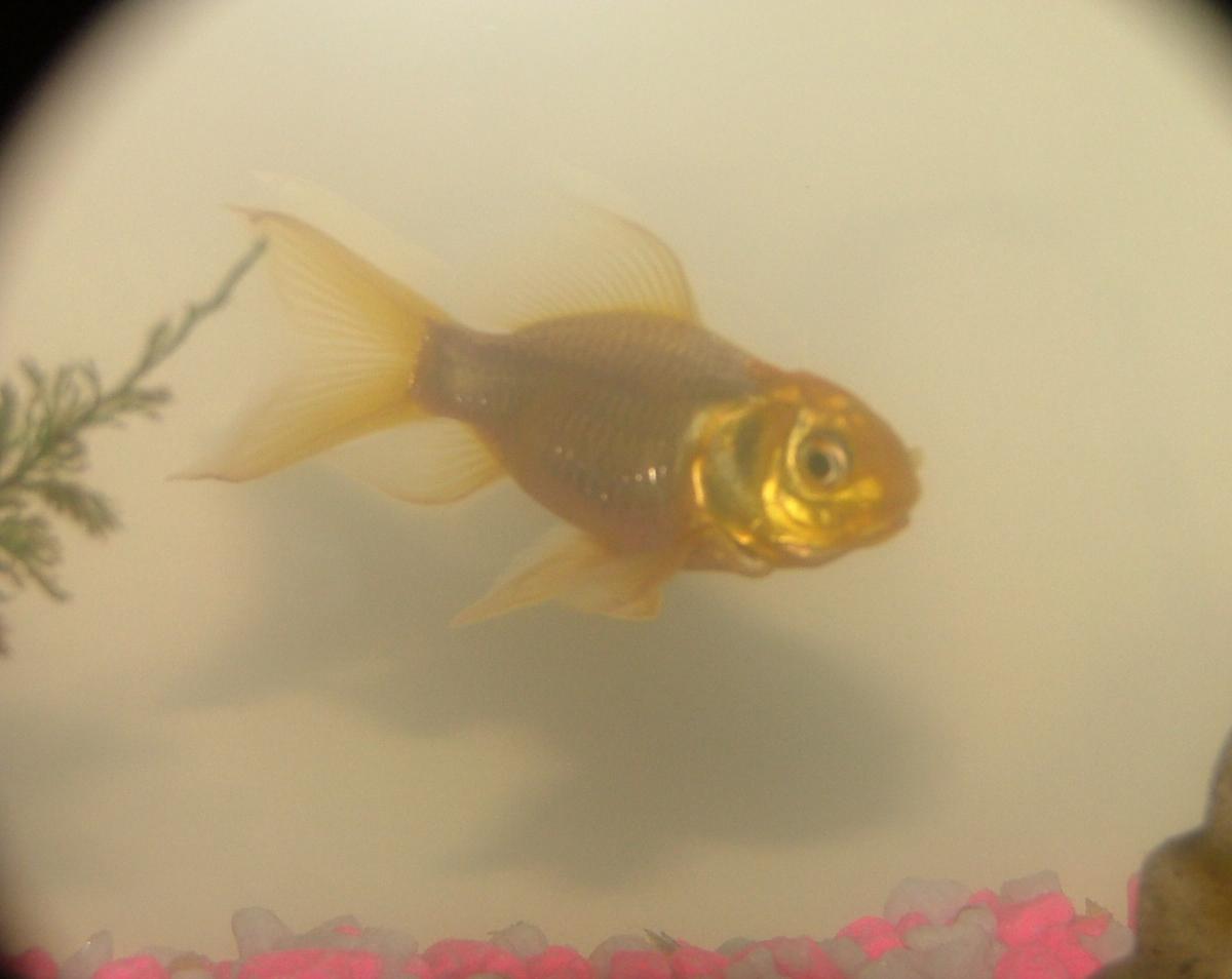 Richy - Gold Fish