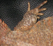 Back
