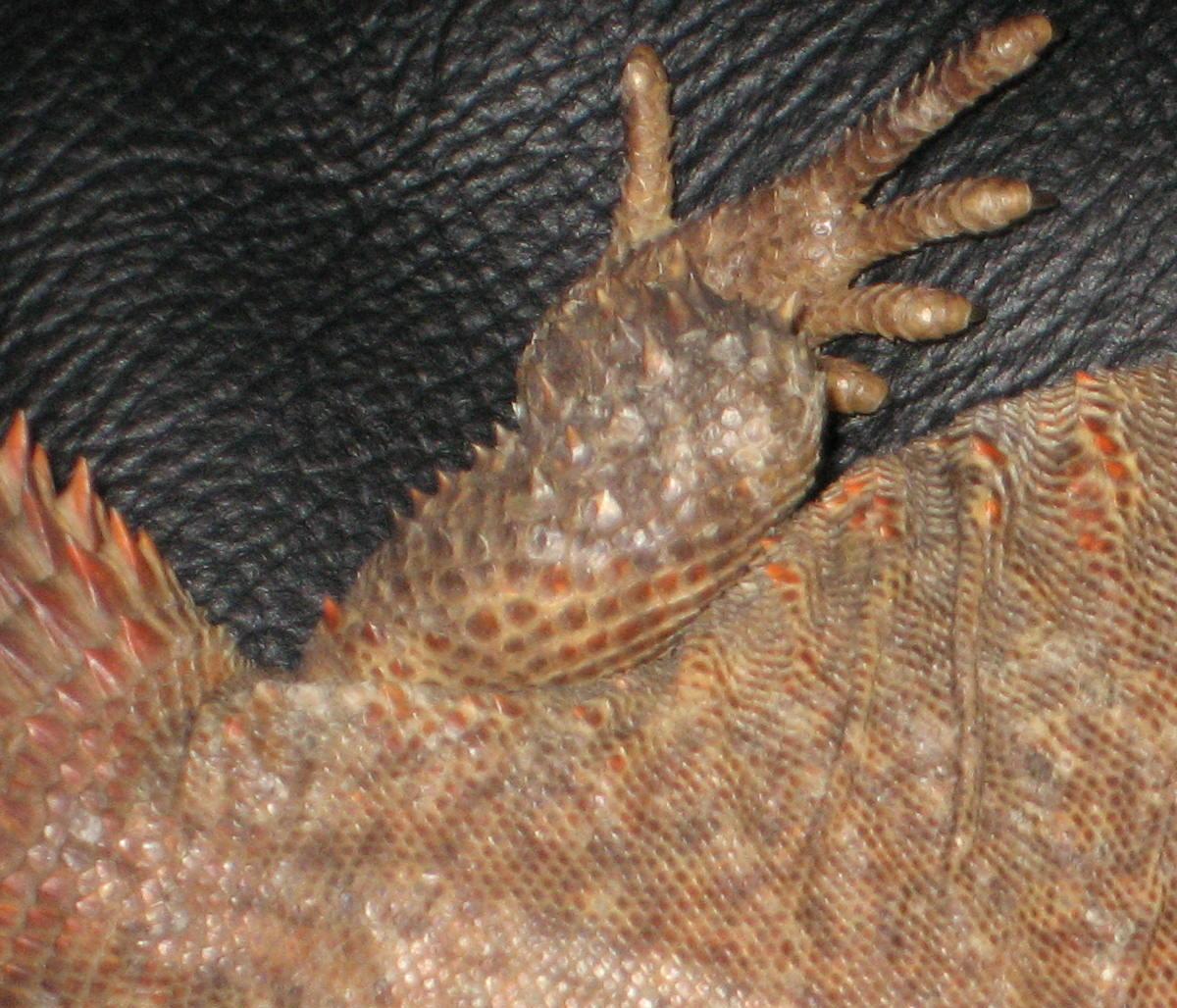 Back