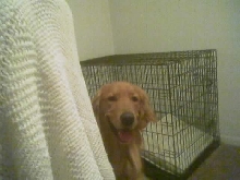 Coby