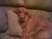 Heidi being lazy