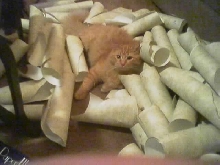 CODY