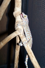 New Tokay