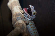 New Tokay
