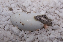 Gargoyle Hatching