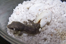 Gargoyle Hatching